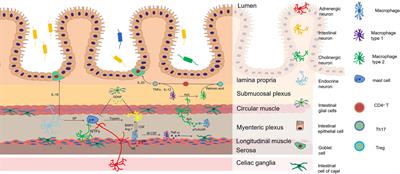 Neuroimmune regulation in Hirschsprung’s disease associated enterocolitis